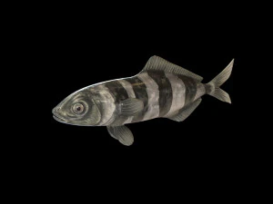 peixe piloto low poly Modelo 3D