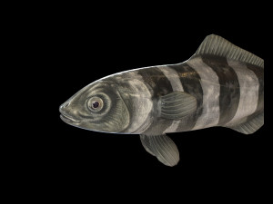 pilot fish low poly 3Dモデル