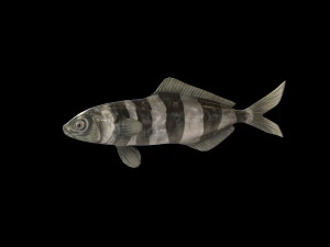 peixe piloto low poly Modelo 3D