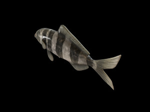 pilot fish low poly 3Dモデル