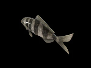 peixe piloto low poly Modelo 3D