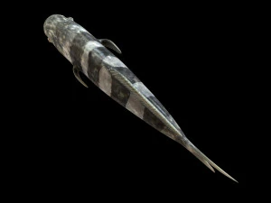 peixe piloto low poly Modelo 3D