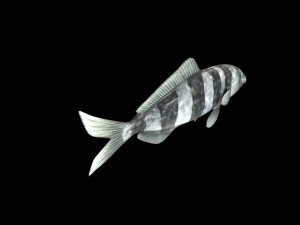 pilot fish low poly 3Dモデル