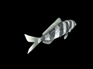 peixe piloto low poly Modelo 3D