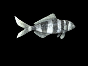 pilot fish low poly 3Dモデル