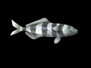 pilot fish low poly 3Dモデル
