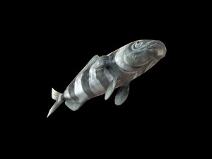 peixe piloto low poly Modelo 3D