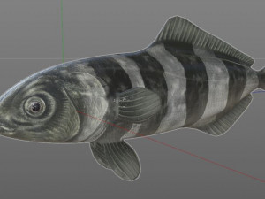 pilot fish low poly 3Dモデル