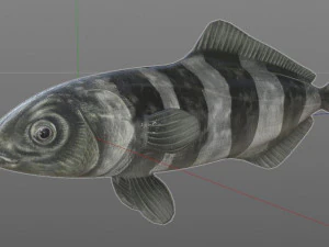 peixe piloto low poly Modelo 3D