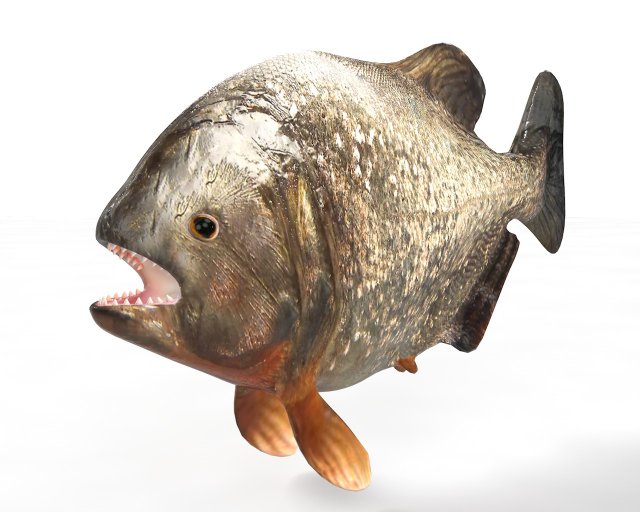 piranha fish low poly Model 3D .c4d .max .obj .3ds .fbx .stl .blend 