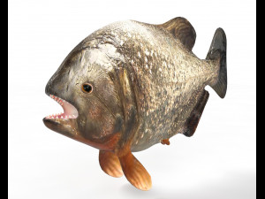 piranha fish low poly 3D Model