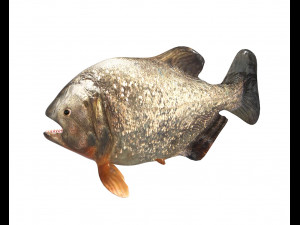 piranha fish low poly Model 3D