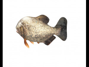piranha fish low poly Model 3D