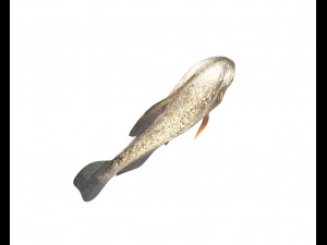 piranha fish low poly Model 3D