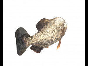 piranha fish low poly Model 3D
