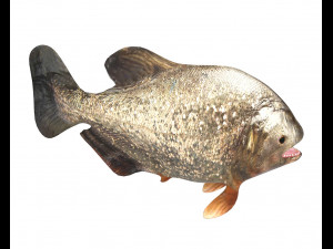 piranha fish low poly Model 3D