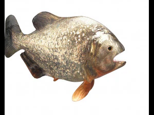piranha fish low poly 3D Model