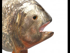 piranha fish low poly Model 3D