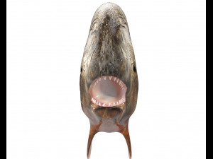 piranha fish low poly Model 3D