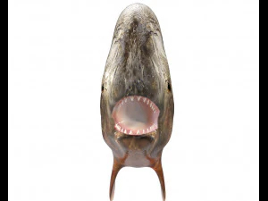 piranha fish low poly 3D Model