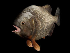 piranha fish low poly Model 3D