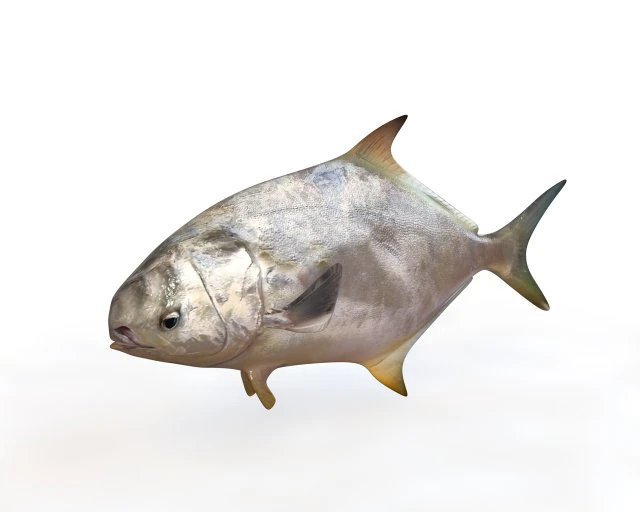 ikan bawal bintang low poly Model 3D .c4d .max .obj .3ds .fbx .stl .blend 