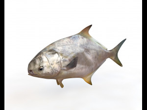 pompano fish low poly 3D Model