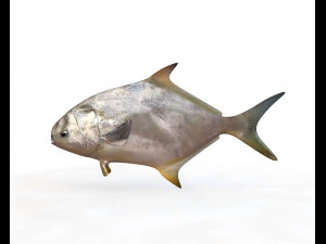 ikan bawal bintang low poly Model 3D