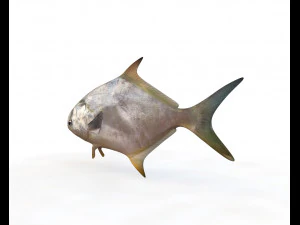 ikan bawal bintang low poly Model 3D