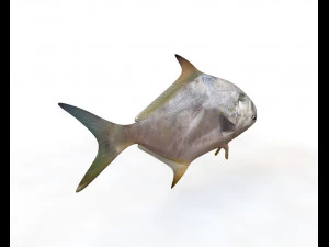 ikan bawal bintang low poly Model 3D