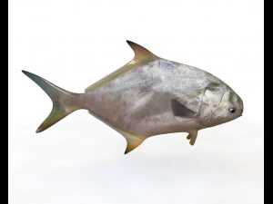 ikan bawal bintang low poly Model 3D