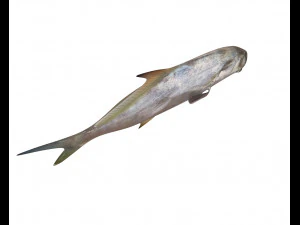 ikan bawal bintang low poly Model 3D