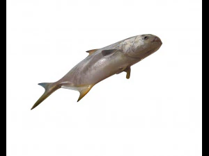 ikan bawal bintang low poly Model 3D