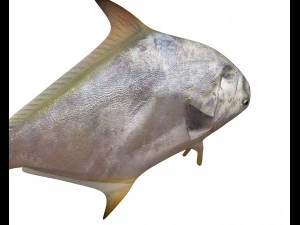 ikan bawal bintang low poly Model 3D