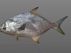 ikan bawal bintang low poly Model 3D