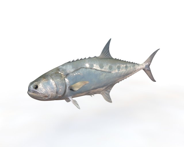 queenfish fish low poly 3Dモデル .c4d .max .obj .3ds .fbx .stl .blend 