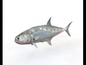queenfish fish low poly 3D Model