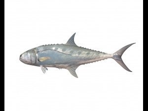 queenfish fish low poly 3Dモデル