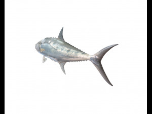 queenfish fish low poly 3Dモデル