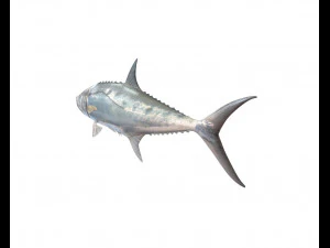 queenfish fish low poly 3D Model