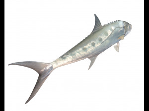 queenfish fish low poly 3Dモデル