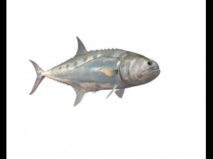 queenfish fish low poly 3Dモデル