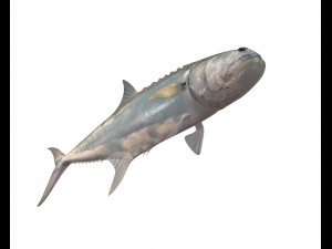 queenfish fish low poly 3Dモデル