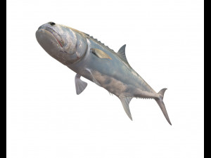 queenfish fish low poly 3Dモデル