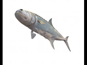queenfish fish low poly 3D Model