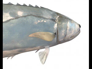 queenfish fish low poly 3D Model