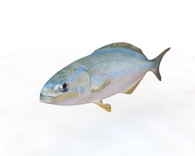 rainbow chub fish low poly Modello 3D .c4d .max .obj .3ds .fbx .stl .blend 