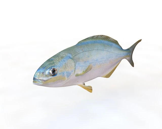 rainbow chub fish low poly 3D Model .c4d .max .obj .3ds .fbx .stl .blend