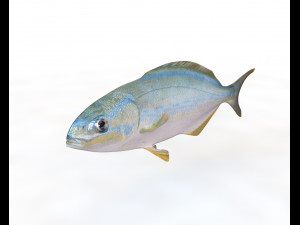 rainbow chub fish low poly 3D Model
