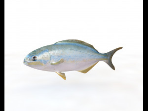 rainbow chub fish low poly Modello 3D